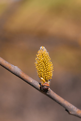 Image showing blossomed sprig Weeping willow