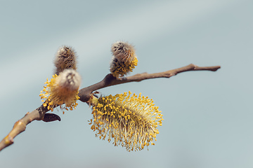 Image showing blossomed sprig Weeping willow