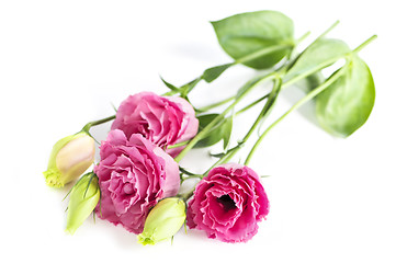 Image showing Isolated pink flowers