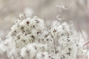 Image showing fluffy seed closeup