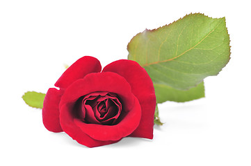 Image showing Red rose flower on white background