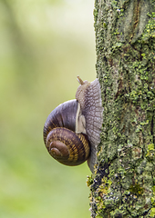 Image showing Roman snail closeup