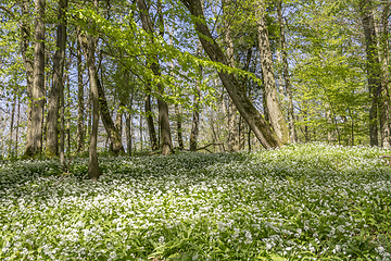 Image showing sunny forest scenery with ramsons