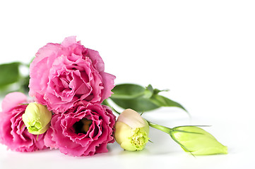 Image showing Isolated pink flowers