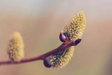 Image showing blossomed sprig Weeping willow