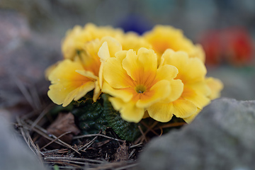 Image showing Blooming yellow flower primula