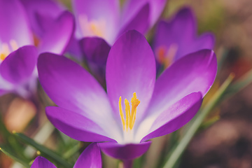 Image showing spring flowers crocus in garden