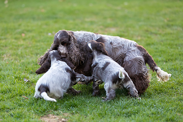 Image showing purebred English Cocker Spaniel with puppy