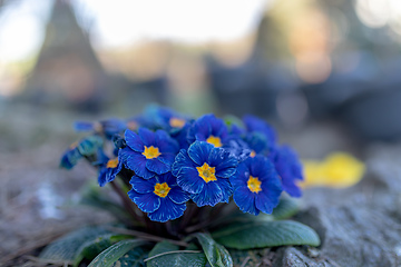 Image showing Blooming blue flower primula