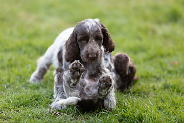 Image showing purebred English Cocker Spaniel with puppy