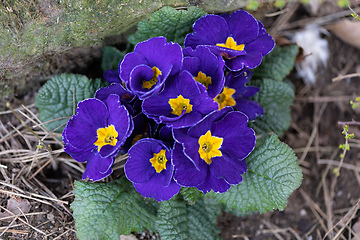 Image showing Blooming blue flower primula