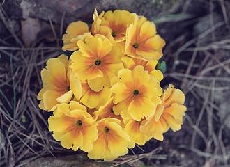 Image showing Blooming yellow flower primula