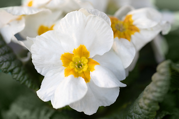 Image showing Blooming white flower primula