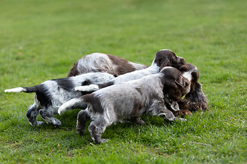 Image showing purebred English Cocker Spaniel with puppy