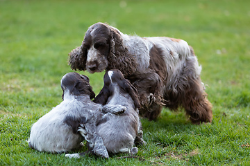 Image showing purebred English Cocker Spaniel with puppy