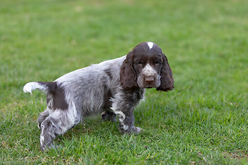 Image showing English Cocker Spaniel puppy