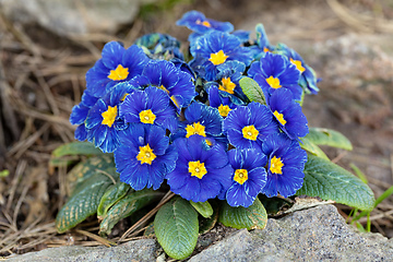 Image showing Blooming blue flower primula