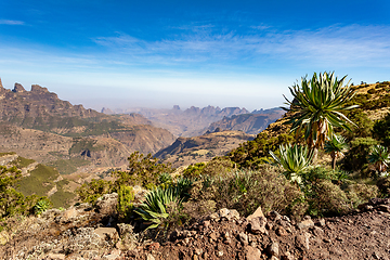 Image showing Giant lobelia in Semien or Simien Mountains, Ethiopia