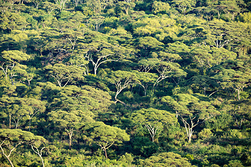 Image showing Forest in lake Chamo, Arba Minch, Ethiopia