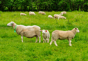 Image showing sheep on green pasture in the summer