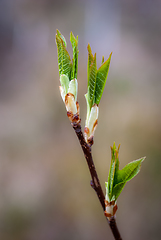 Image showing green sprouts of leaf growing