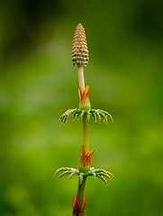 Image showing plant that is developing in the spring