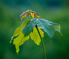 Image showing new leaves that grow in spring