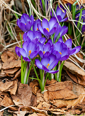 Image showing crocus coming up through the autumn leaves