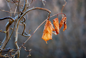 Image showing hazel autumn leaves in backlight