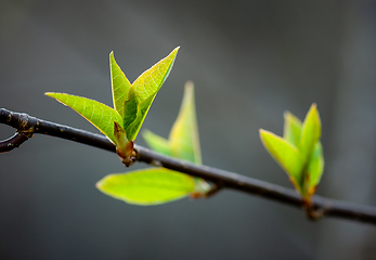 Image showing green sprouts of leaf growing