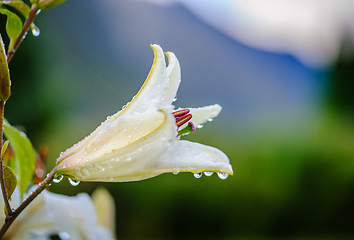 Image showing flowers that sprout in spring with water drops