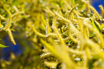 Image showing blooming yellow willow