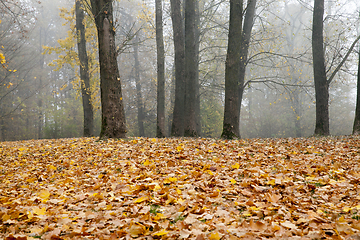 Image showing Brown autumn forest