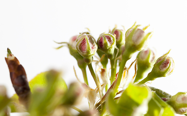 Image showing Red apple flower