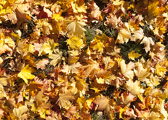 Image showing Maple autumn