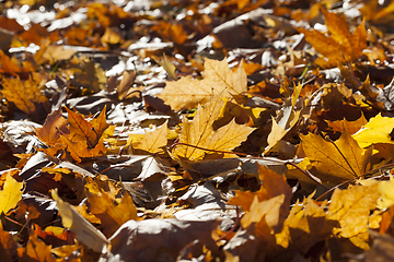 Image showing lit fallen autumn leaves