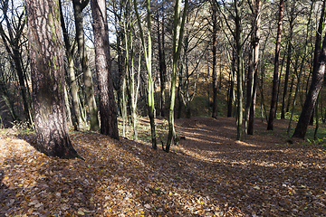 Image showing nature autumn