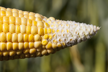 Image showing An ear of corn ripen poorly