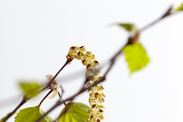 Image showing Birch in spring