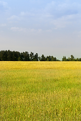 Image showing Rye and wheat