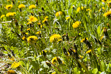 Image showing A field of dandelions