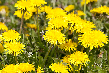 Image showing A field of yellow dandelions