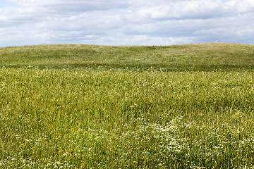 Image showing Agricultural fields