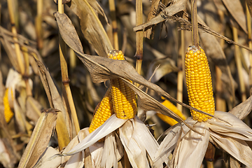 Image showing dry cob