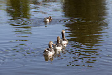 Image showing swims a group of lake
