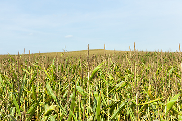 Image showing autumn corn field