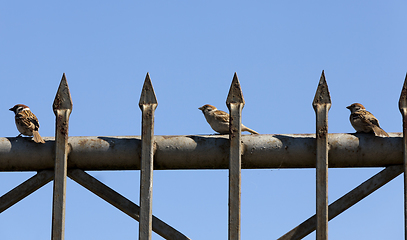 Image showing Sparrow on fence