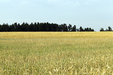 Image showing wheat field