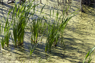 Image showing Swamp sedge