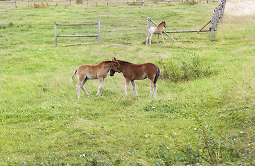 Image showing Little foal pasture